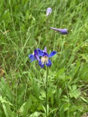 Delphinium sutherlandii
