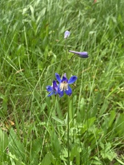 Delphinium sutherlandii