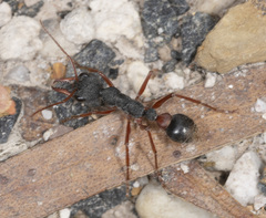 Myrmecia esuriens