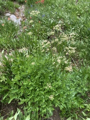 Ligusticum canbyi