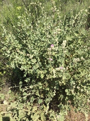 Malacothamnus orbiculatus