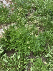 Ligusticum canbyi