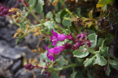 Penstemon petiolatus