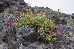 Penstemon petiolatus