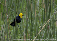 Chrysomus icterocephalus