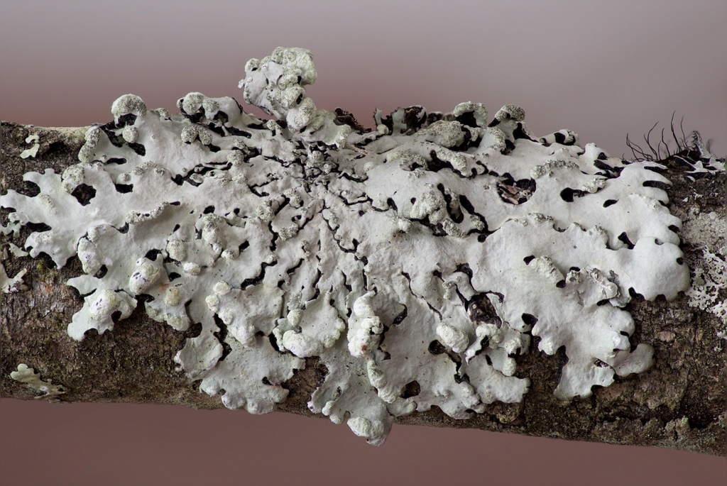 Hypotrachyna lividescens