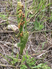 Botrychium campestre