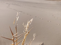 Swallenia alexandrae