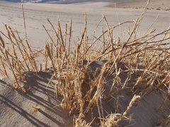 Swallenia alexandrae