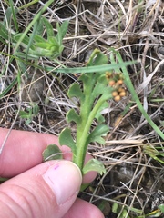 Botrychium campestre