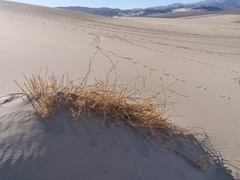 Swallenia alexandrae