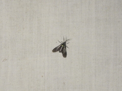 Uranophora terminalis