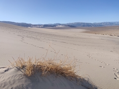 Swallenia alexandrae