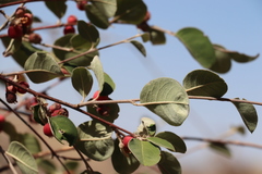 Cotoneaster songaricus