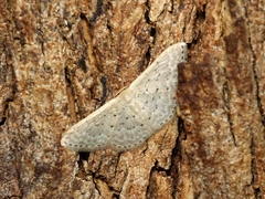 Idaea philocosma