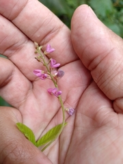 Desmodium incanum