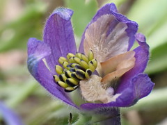 Delphinium sutherlandii