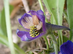 Delphinium sutherlandii