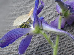 Delphinium sutherlandii