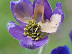 Delphinium sutherlandii