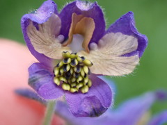 Delphinium sutherlandii