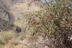 Cotoneaster songaricus