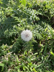 Cirsium brevicaule
