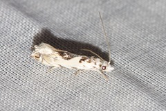 Erechthias mystacinella