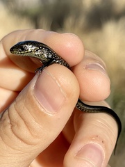 Lissolepis coventryi