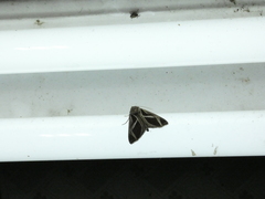 Calyptis iter