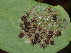 Doratifera quadriguttata