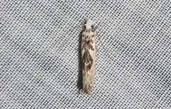 Erechthias mystacinella