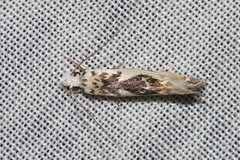 Erechthias mystacinella
