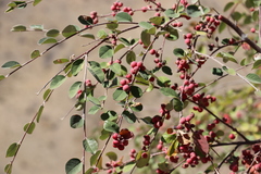 Cotoneaster songaricus