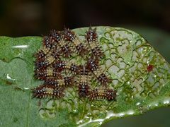 Doratifera quadriguttata