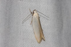 Scieropepla polyxesta