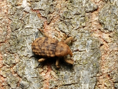 Achopera alternata