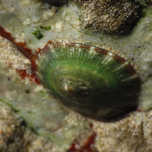 Lottia mesoleuca