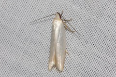 Scieropepla polyxesta