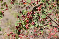Cotoneaster songaricus