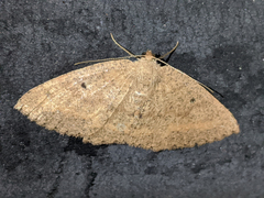 Casbia melanops