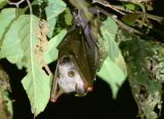 Ratanaworabhan's Fruit Bat photo 1