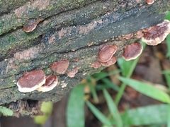 Ganoderma