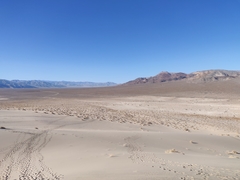 Swallenia alexandrae