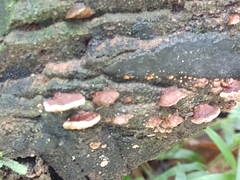 Ganoderma