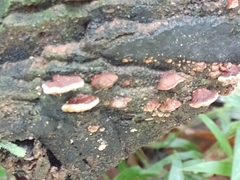 Ganoderma