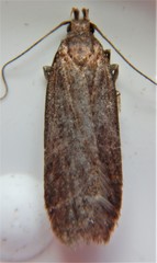 Bryotropha similis