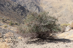 Cotoneaster songaricus