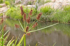 Cyperus lucidus