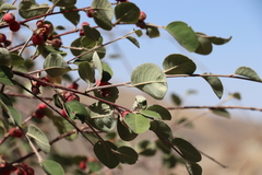 Cotoneaster songaricus